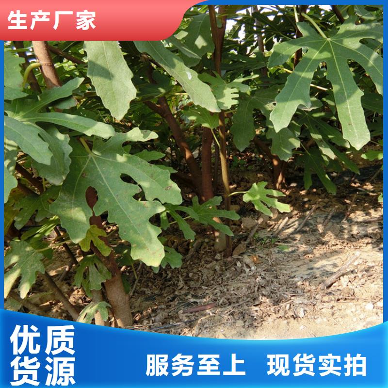 源頭廠家直供，無花果桃樹苗支持來圖定制，網絡銷售開啟新篇章